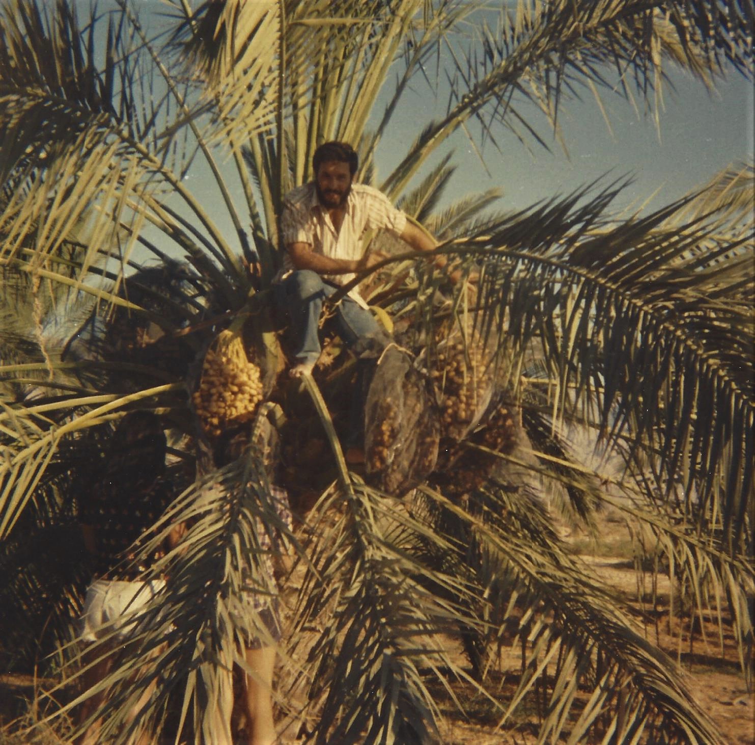 Shimon Avish picking dates